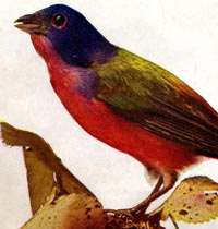 Picture of a bird
         looking left
