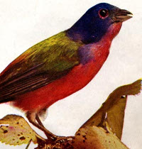 Picture of a bird looking right